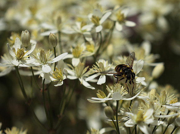 In clematis recta