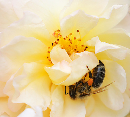 Bee in the rose Ghyslaine de Feligonde