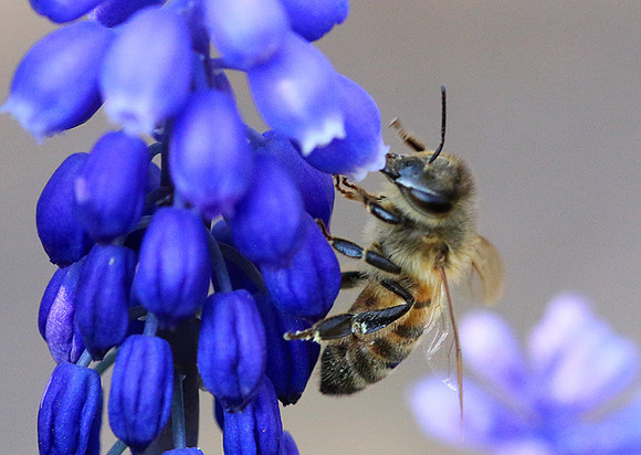 Bee in muscaris