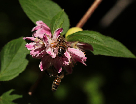 In Deutzia