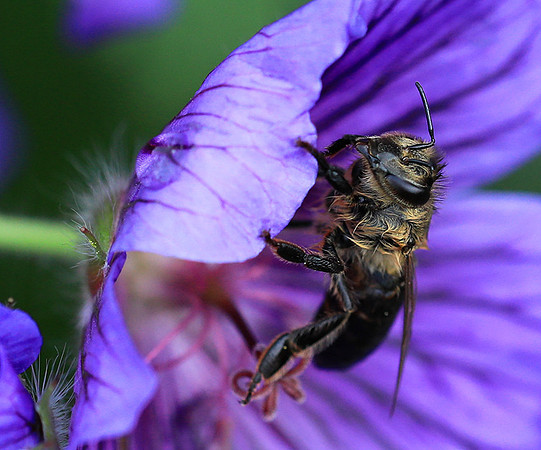 Bee in geranium