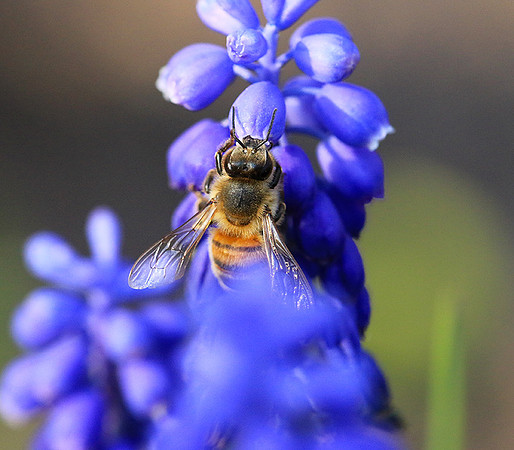 Bee in muscaris