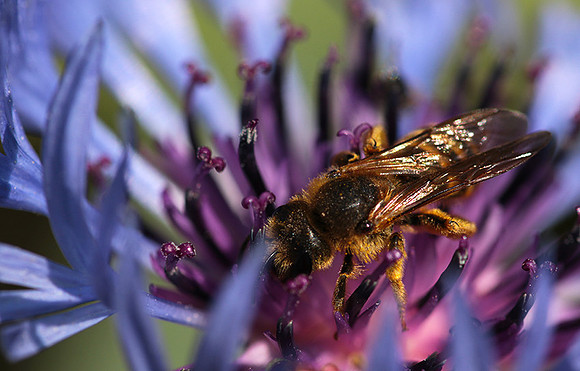 Bee in centaureas