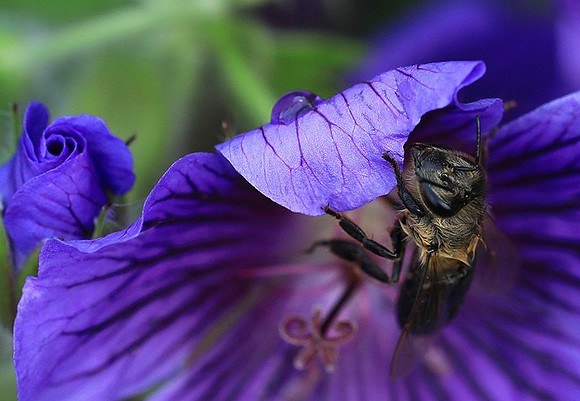 Bee in geranium