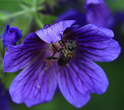 Bee in geranium