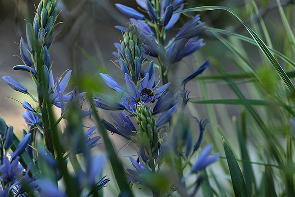 Bee in camassia
