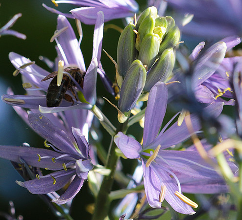 Bee in camassia