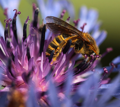 Bee in centaureas
