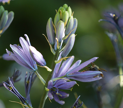 Bee in camassia