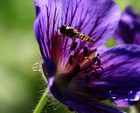 In geranium