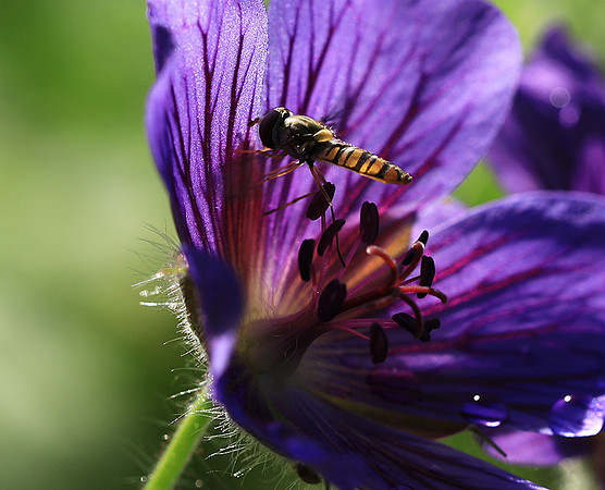 In geranium