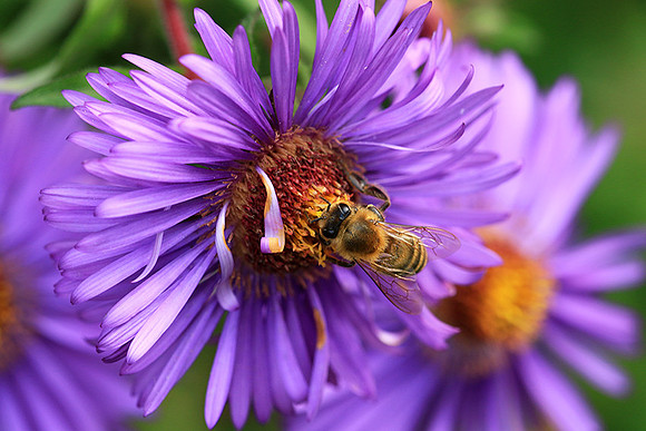 In an aster