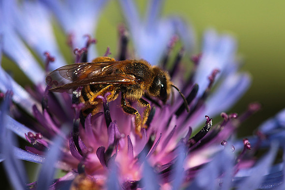Bee in centaureas