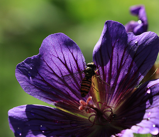 In geranium