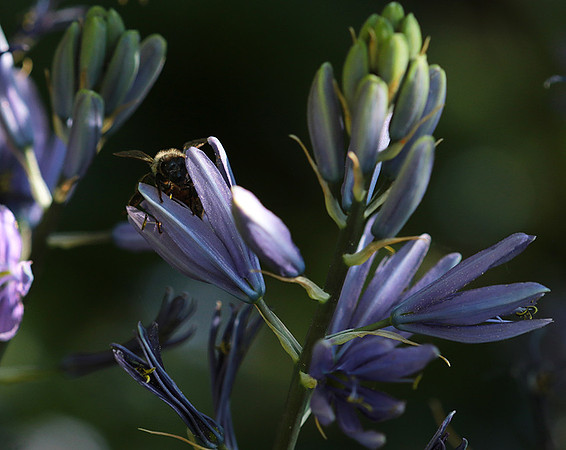 Bee in camassia