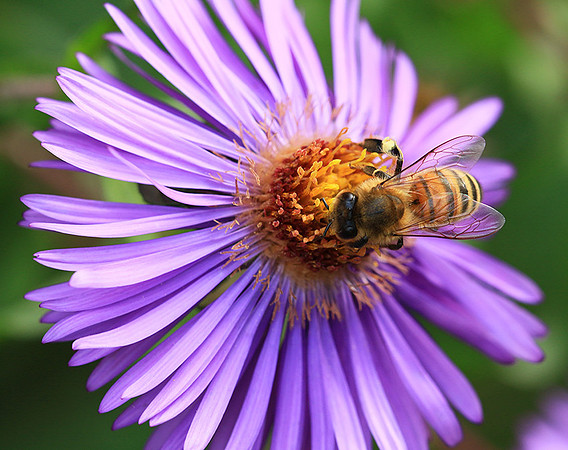 In an aster