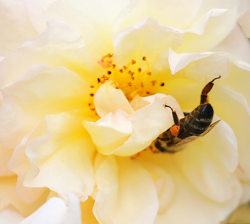 Bee in the rose Ghyslaine de Feligonde
