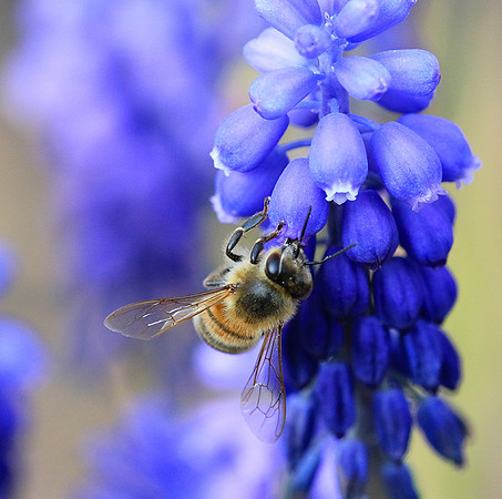 Bee in muscaris