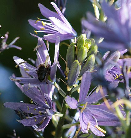 Bee in camassia