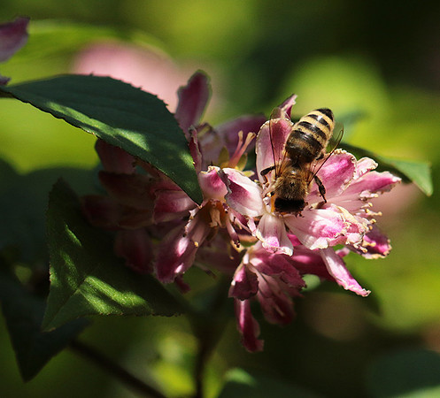 In Deutzia