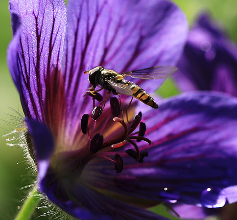In geranium