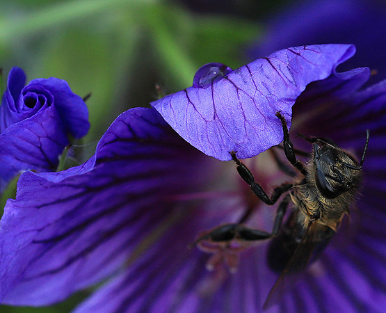 Bee in geranium