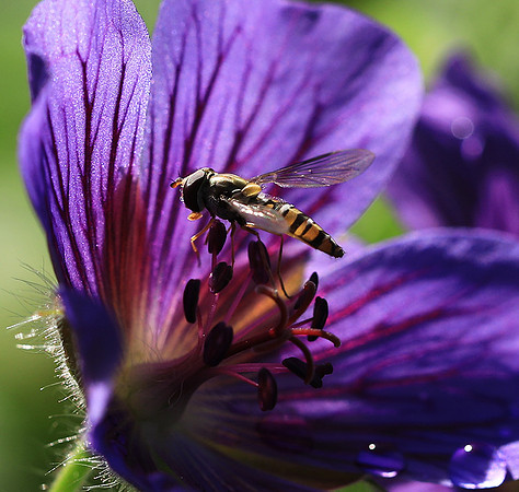 In geranium