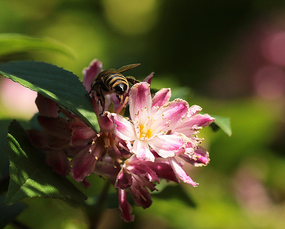 In Deutzia