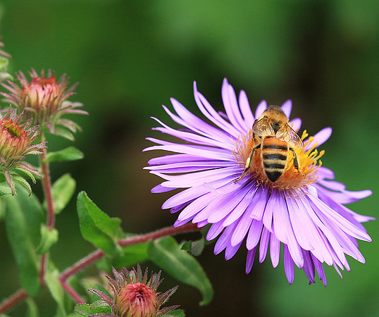 In an aster