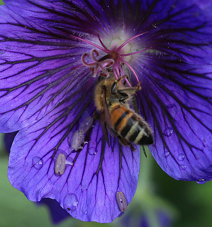 Bee in geranium