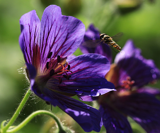 In geranium