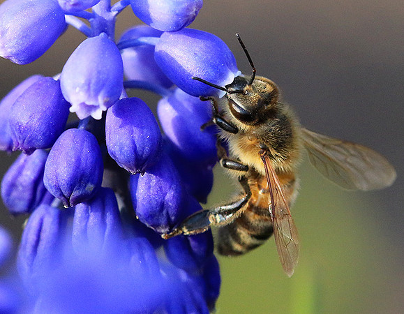 Bee in muscaris