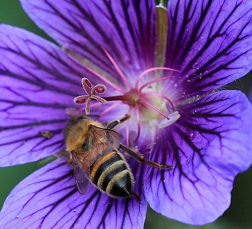 Bee in geranium