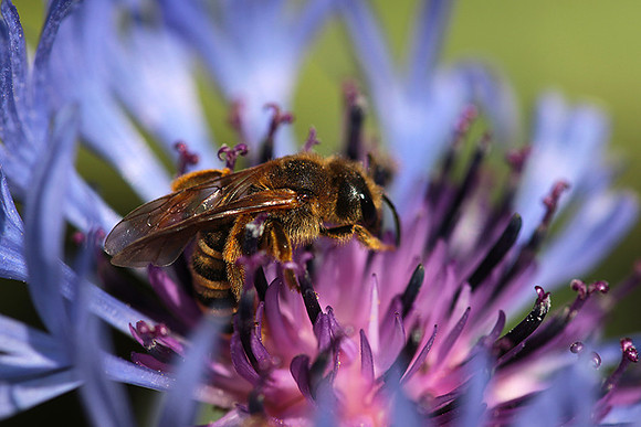 Bee in centaureas