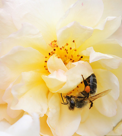 Bee in the rose Ghyslaine de Feligonde