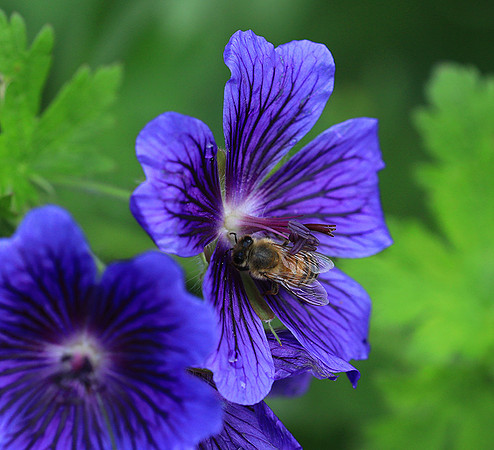 Bee in geranium