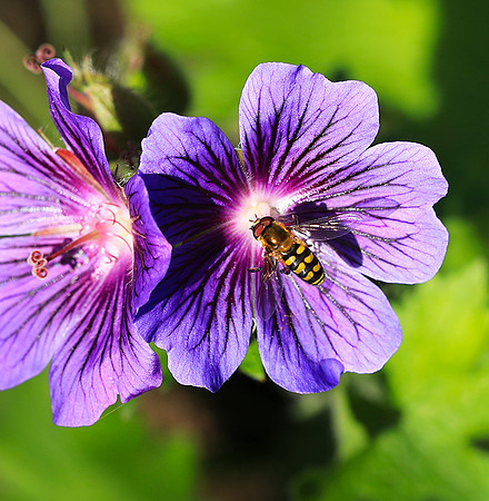 In geranium