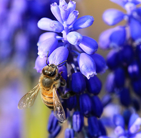 Bee in muscaris