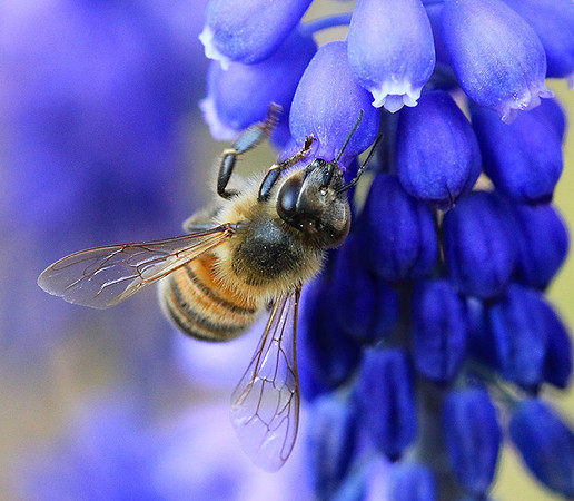 Bee in muscaris