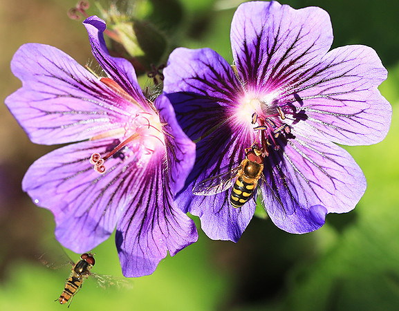 In geranium