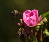 In roses