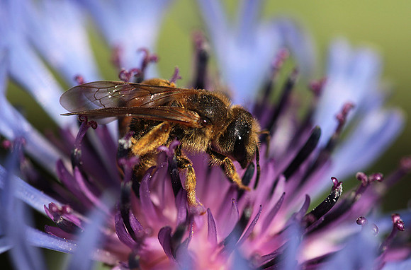 Bee in centaureas