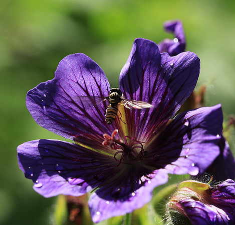 In geranium