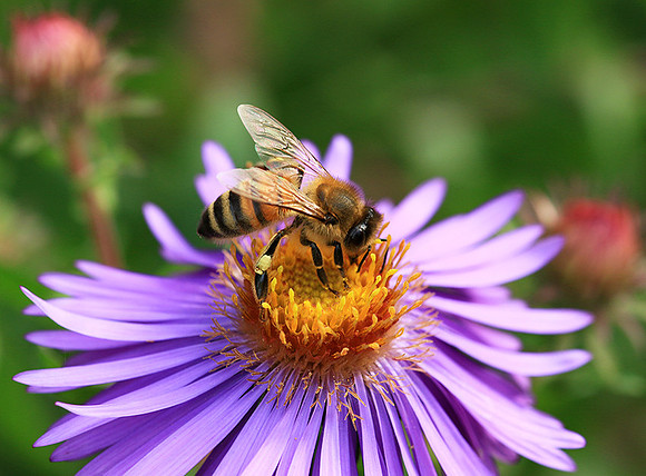 In an aster