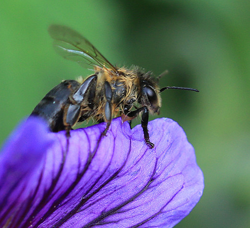 Bee in geranium