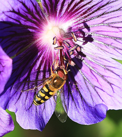 In geranium