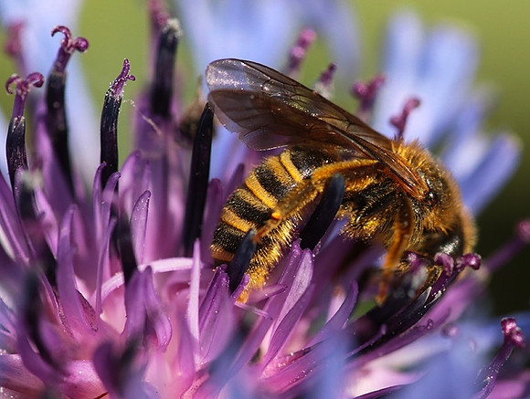 Bee in centaureas