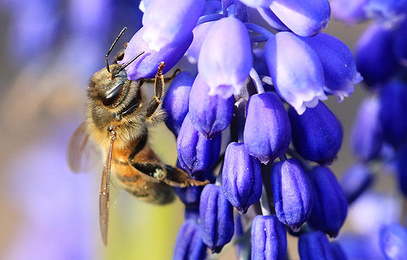 Bee in muscaris