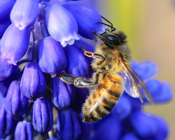 Bee in muscaris