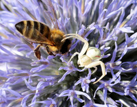 In echinops ritro